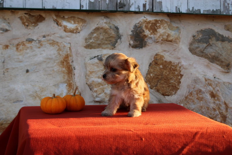 puppy, for, sale, Morkie, Matthew B. Stoltzfus, dog, breeder, Gap, PA, dog-breeder, puppy-for-sale, forsale, nearby, find, puppyfind, locator, puppylocator, aca